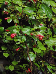 Cestrum elegans