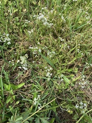 Limnosciadium pumilum