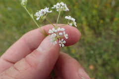 Bifora americana