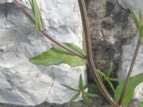 Image of Legousia falcata by (c) Clément Maouche, some rights reserved (CC BY)