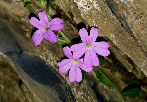 Fairy Foxglove