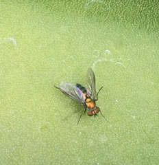 Condylostylus longicornis