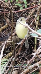 Vireo gundlachii