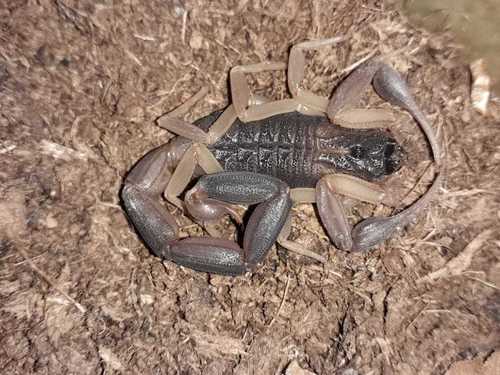 Centruroides nigrimanus