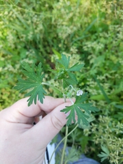 Geranium carolinianum carolinianum