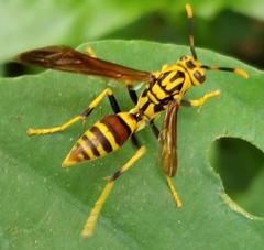 Polistes cubensis