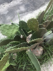 Opuntia