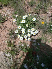 Melampodium leucanthum