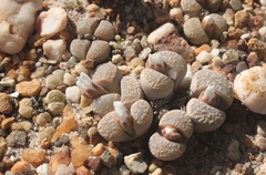 Lithops marmorata