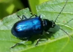 Alticina