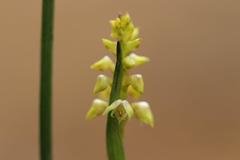 Genoplesium pumilum