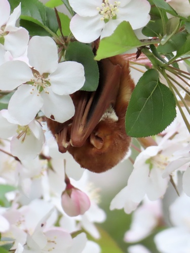 Eastern Red Bat photographed in New York