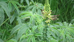 Cleome anomala