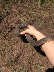 Nerodia erythrogaster
