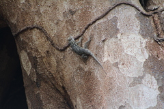 Sceloporus edwardtaylori
