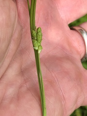 Carex corrugata