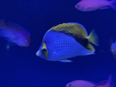 Marquesas Butterflyfish photo 2