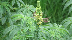 Cleome anomala