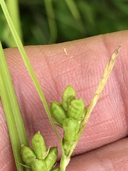 Carex corrugata