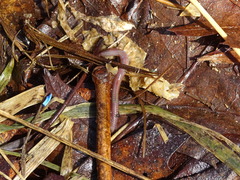 Aporrectodea caliginosa