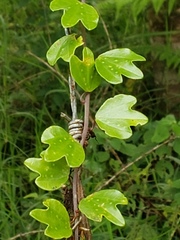 Passiflora lancearia image