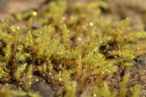 Philonotis caespitosa observed 2024-04-12
