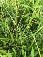 Carex corrugata