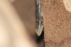 Sceloporus edwardtaylori