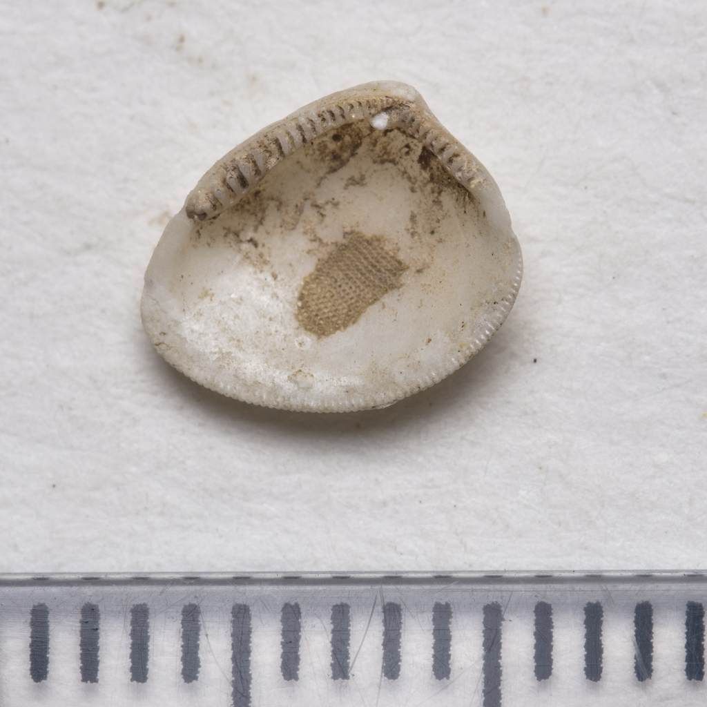 common nut clam