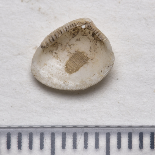 common nut clam