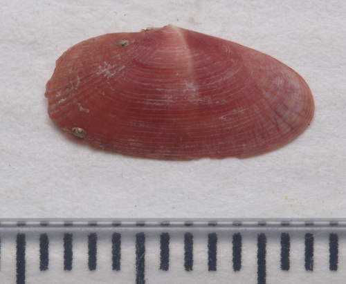 Gari costulata