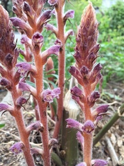 Orobanche pubescens