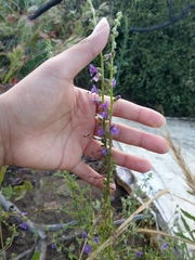 Sairocarpus