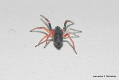 Trachelopachys