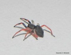 Trachelopachys