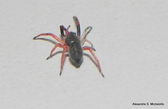 Trachelopachys