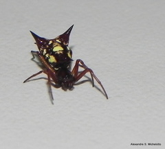Micrathena schenkeli