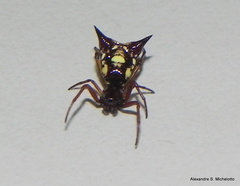 Micrathena schenkeli