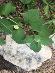 Physalis heterophylla
