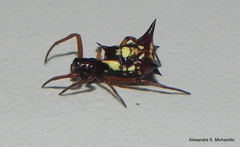 Micrathena schenkeli