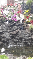 Quiscalus mexicanus