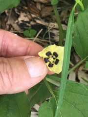 Physalis heterophylla