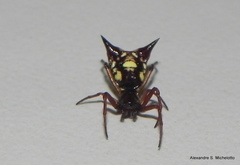 Micrathena schenkeli