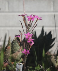 Oxalis hirta tubiflora