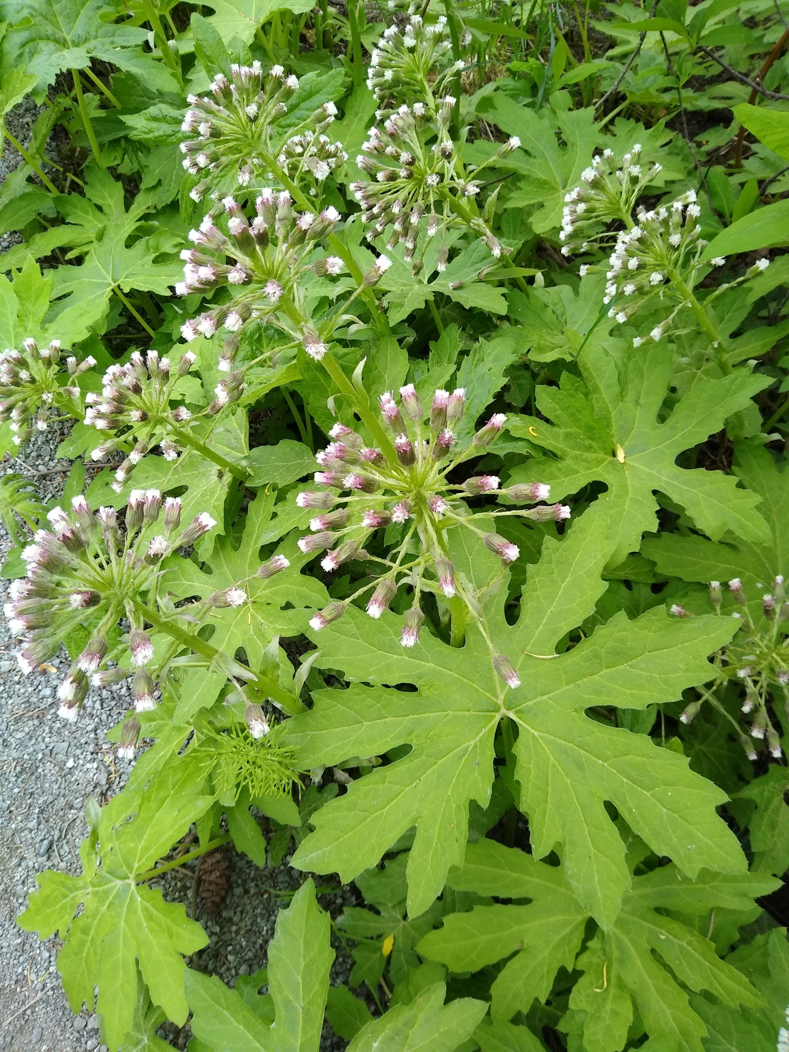 Petasites frigidus var. palmatus