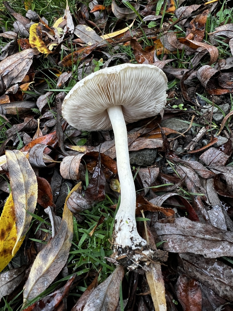 Common Gilled Mushrooms and Allies from South Island / Te Waipounamu
