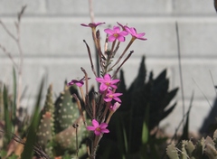 Oxalis hirta tubiflora