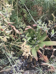 Dudleya candelabrum