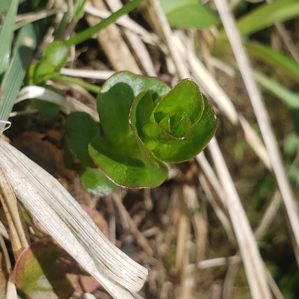 Creeping jenny from west mead township pa 16335 usa on april 15 2024