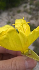 Orthotylinae
